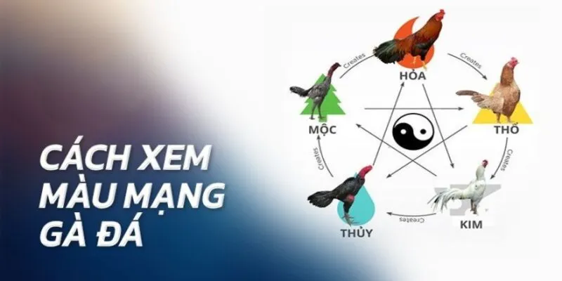 Top các cách xem màu mạng cho gà đá nhanh gọn lẹ cho mọi tân thủ